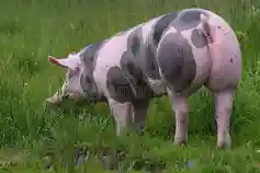Pietrain Pig